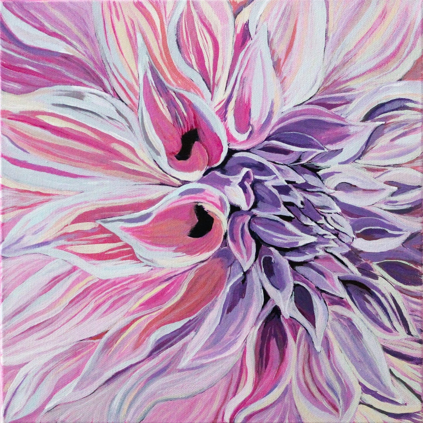 Pink and Purple Dahlia